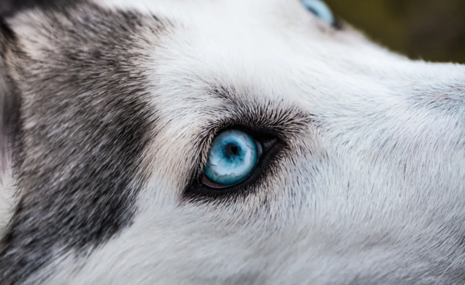 Close Up Of A Husky With Bright Blue Eyes